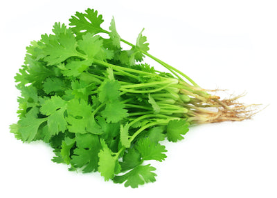Herbs -Cilantro