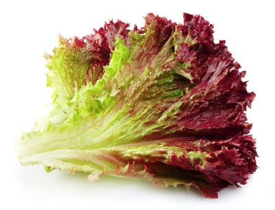 Red Leaf Lettuce
