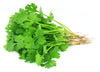 Herbs -Cilantro